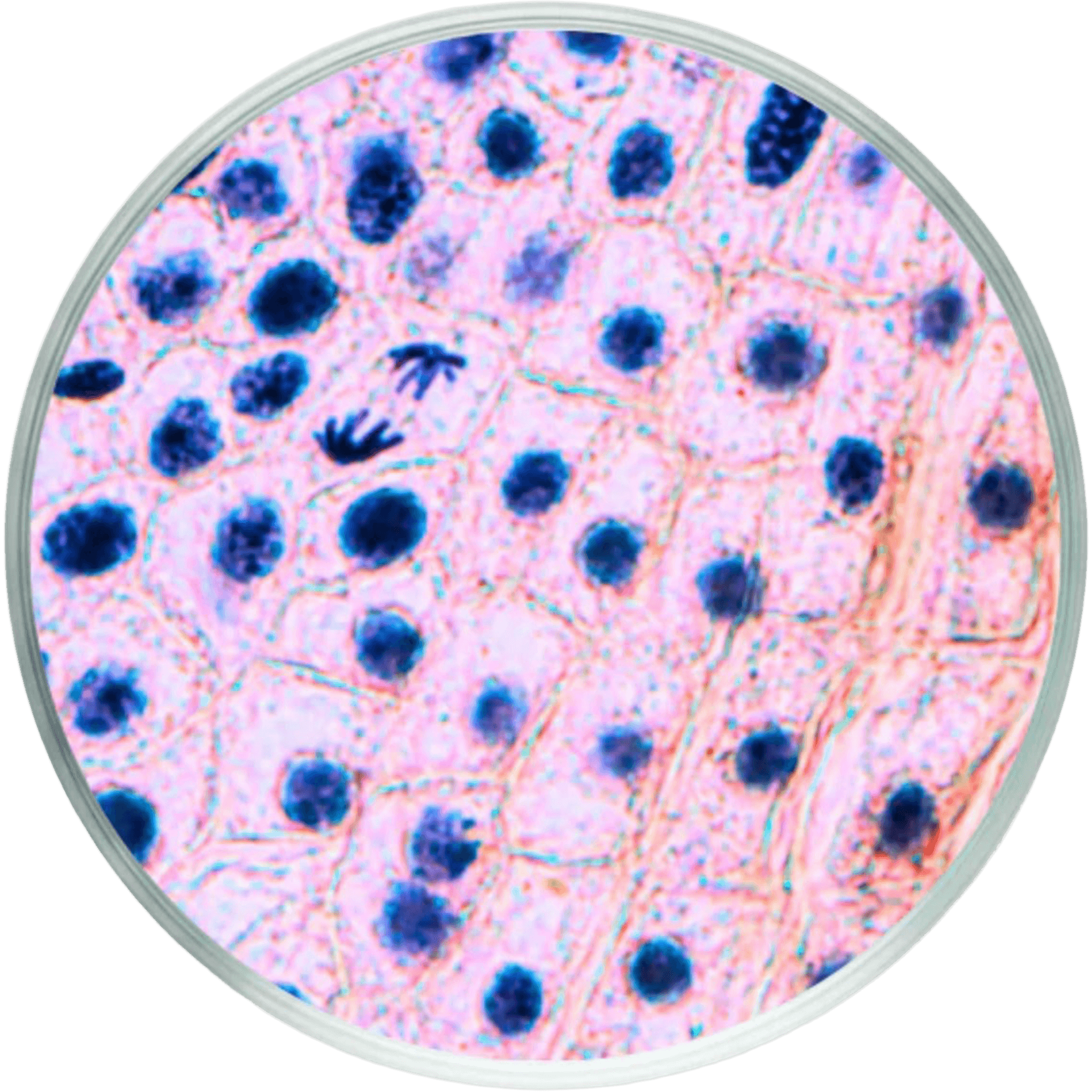 CoQ10 ubiquinone reference